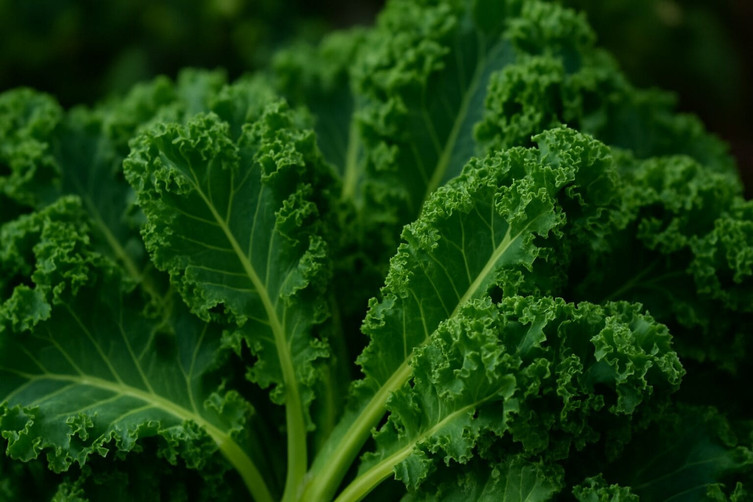 Kale – Your Green Hero for Health!