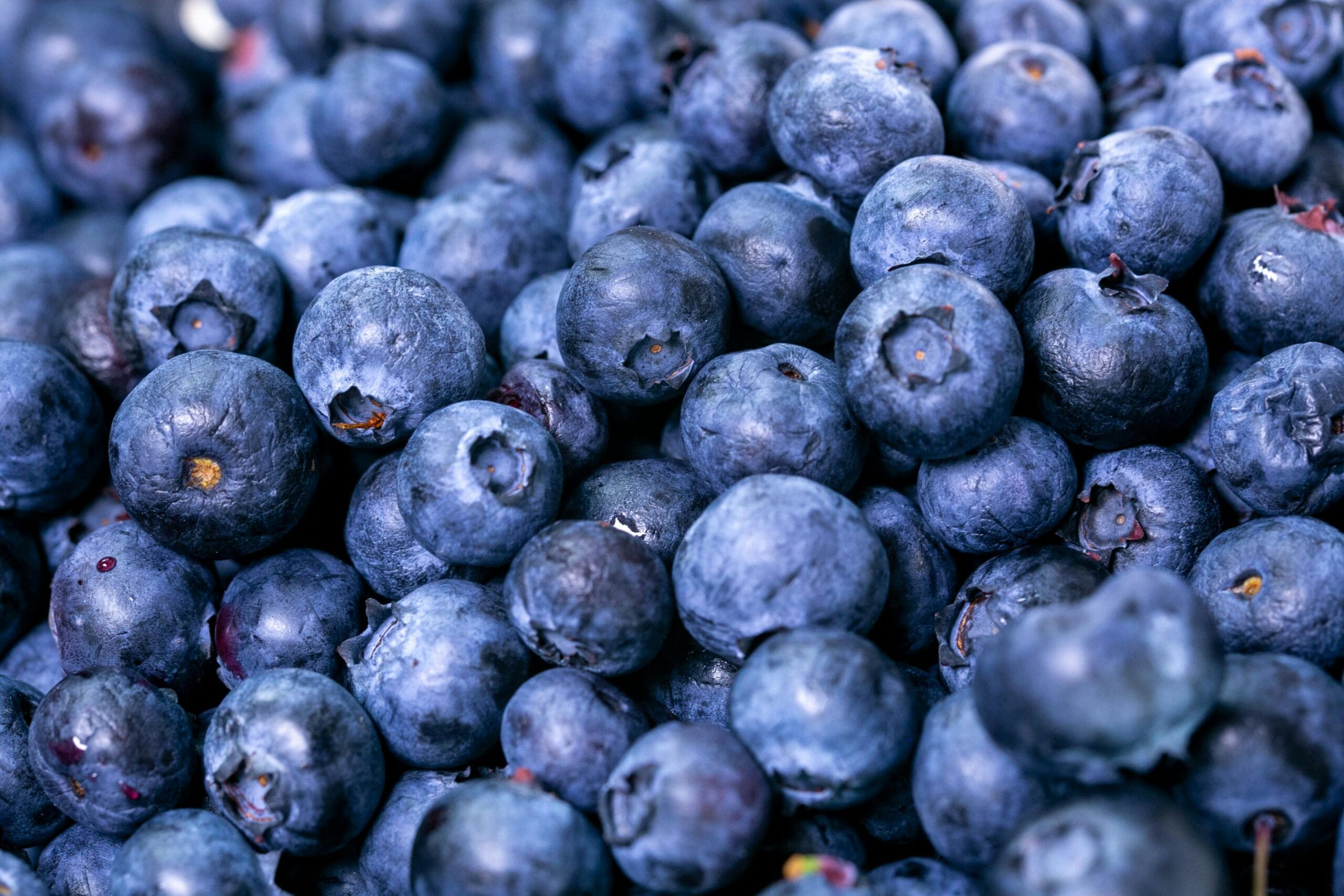 Wild Blueberries – A True Forest Treasure