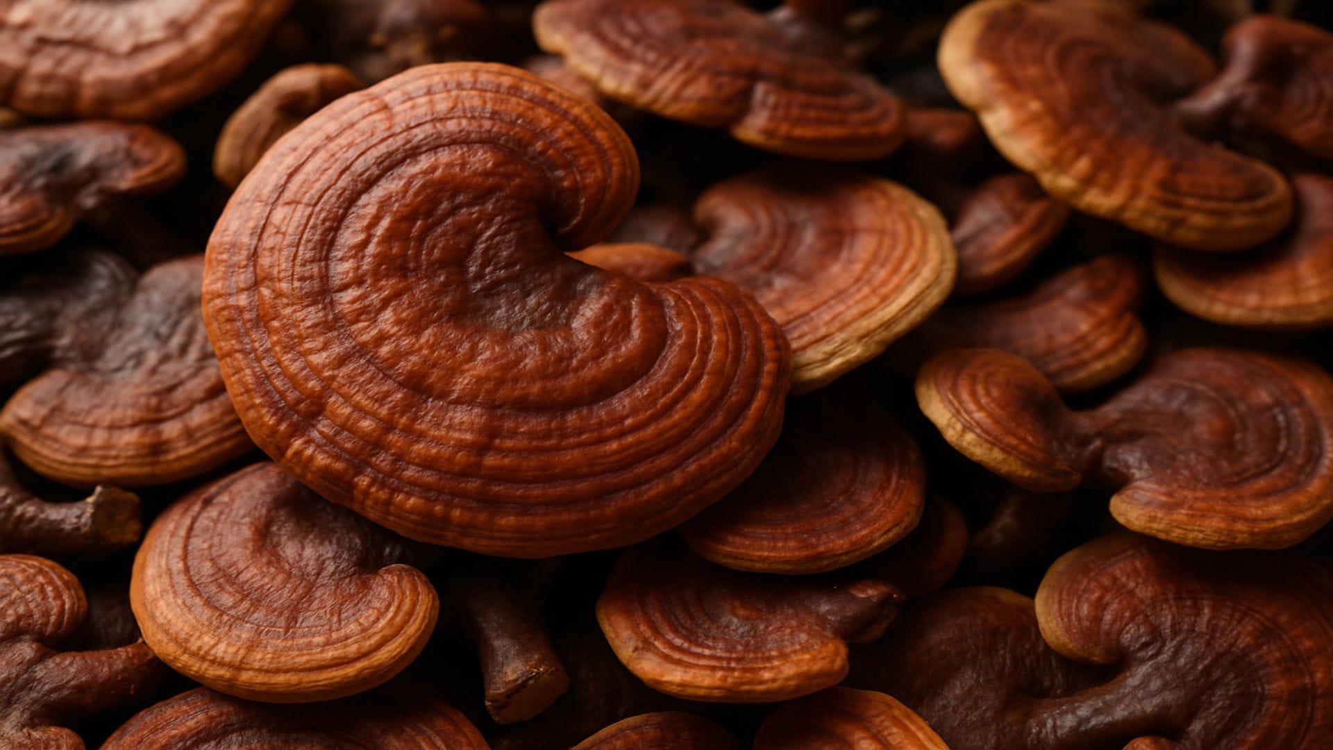 Reishi – The Mushroom of Immortality